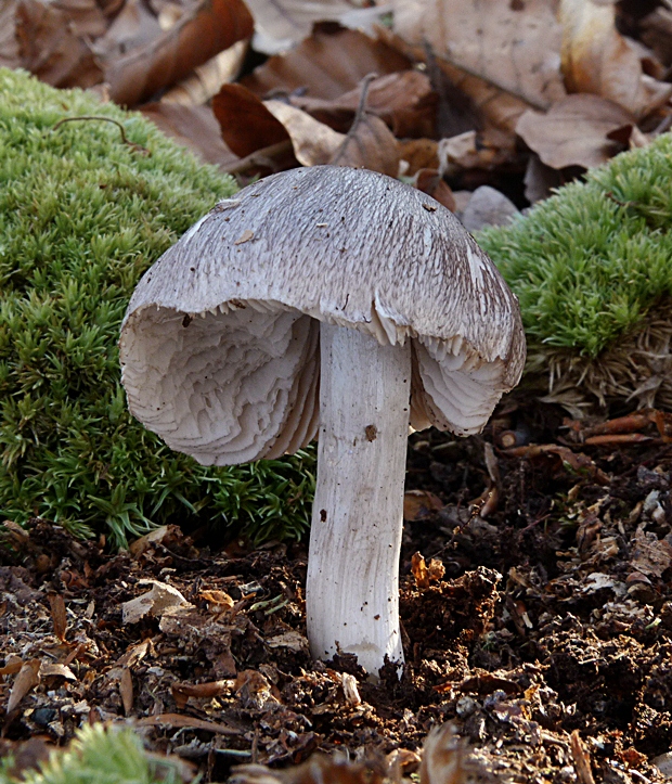 čírovka buková Tricholoma sciodes (Pers.) C. Martín