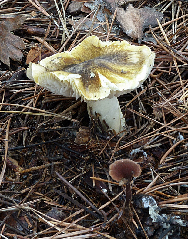 čírovka zelenohnedastá Tricholoma sejunctum (Sowerby) Quél.