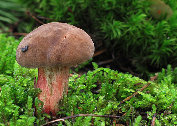 suchohríb Xerocomus sp.