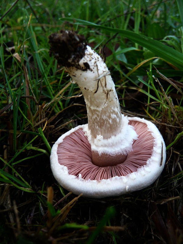 pečiarka Agaricus sp.