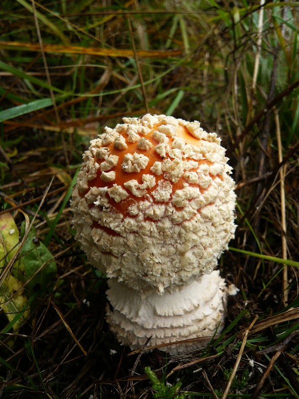 muchotrávka červená Amanita muscaria (L.) Lam.