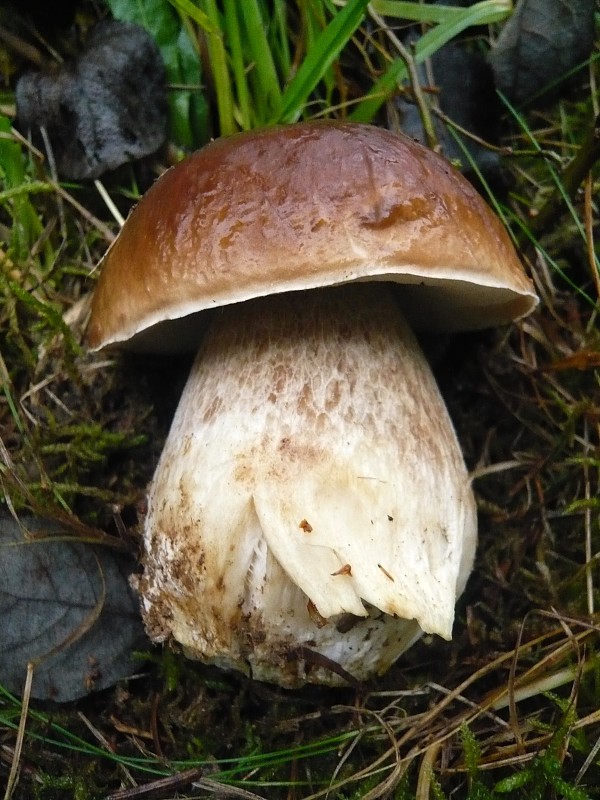 hríb smrekový Boletus edulis Bull.