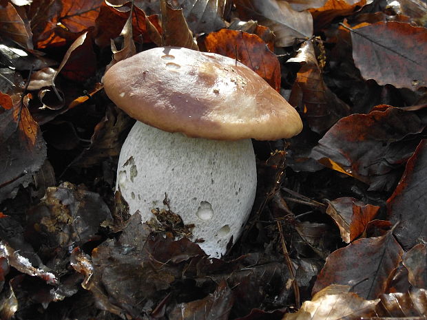 hríb smrekový Boletus edulis Bull.