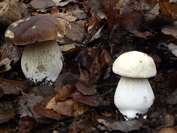 hríb smrekový Boletus edulis Bull.