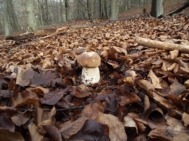 hríb smrekový Boletus edulis Bull.