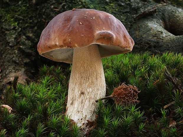 hríb smrekový Boletus edulis Bull.