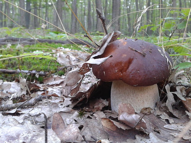 hríb smrekový Boletus edulis Bull.