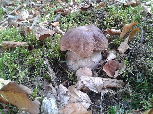 hríb smrekový Boletus edulis Bull.