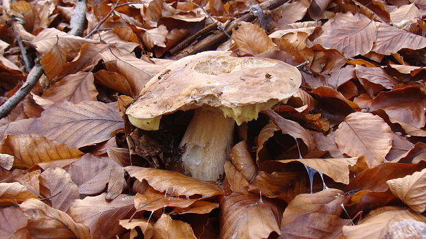 hríb smrekový Boletus edulis Bull.