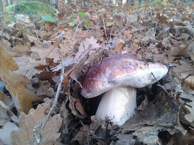 hríb sosnový Boletus pinophilus Pil. et Dermek in Pil.