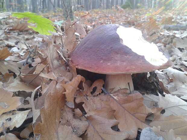 hríb sosnový Boletus pinophilus Pil. et Dermek in Pil.