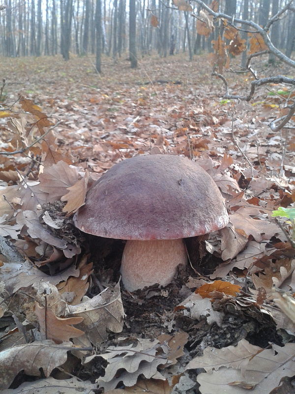 hríb sosnový Boletus pinophilus Pil. et Dermek in Pil.