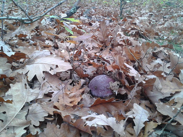 hríb sosnový Boletus pinophilus Pil. et Dermek in Pil.