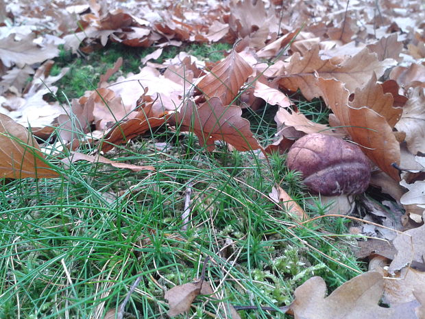 hríb sosnový Boletus pinophilus Pil. et Dermek in Pil.