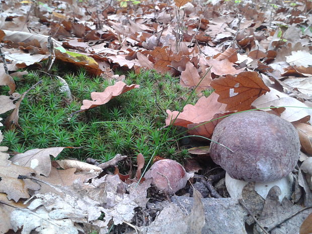 hríb sosnový Boletus pinophilus Pil. et Dermek in Pil.