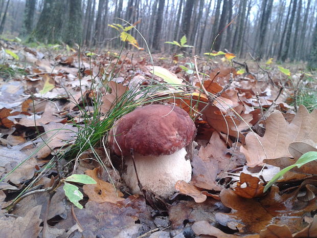 hríb sosnový Boletus pinophilus Pil. et Dermek in Pil.