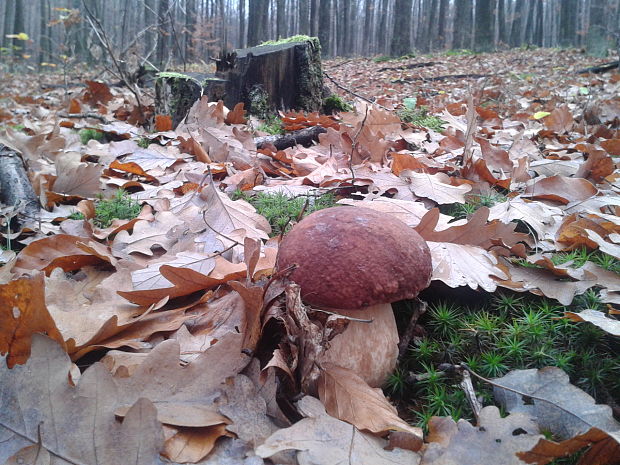 hríb sosnový Boletus pinophilus Pil. et Dermek in Pil.