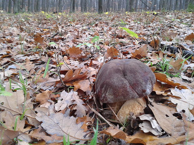 hríb sosnový Boletus pinophilus Pil. et Dermek in Pil.