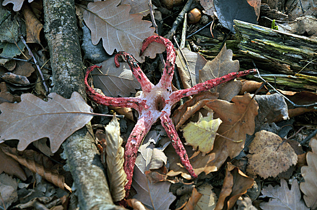 mrežovka kvetovitá Clathrus archeri (Berk.) Dring