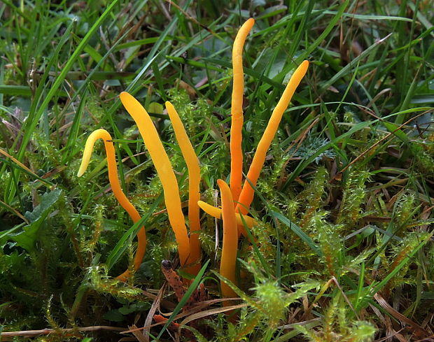 pakonárovka žltooranžová Clavulinopsis helvola (Pers.) Corner