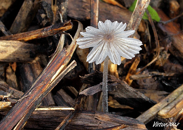 hnojník Coprinus sp.??