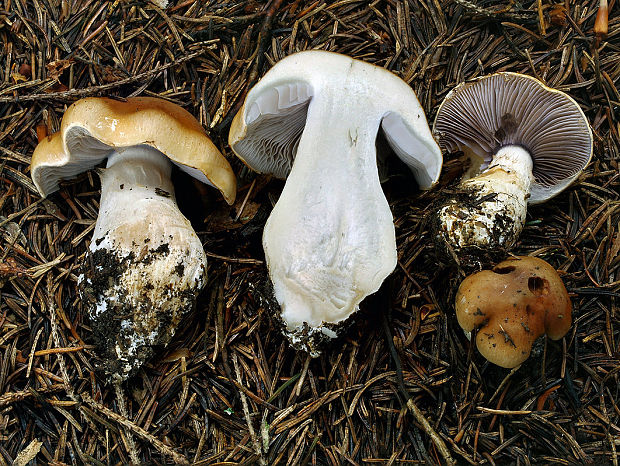 pavučinovec žemľový Cortinarius varius (Schaeff.) Fr.