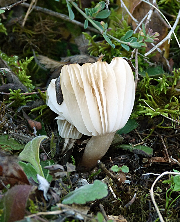 lúčnica snehobiela Cuphophyllus virgineus (Wulfen) Kovalenko