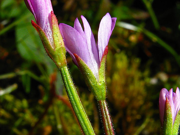 vŕbovka kuričkolistá Epilobium alsinifolium Vill.