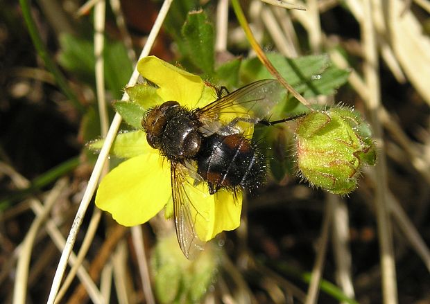 kuklica  Gonia ornata