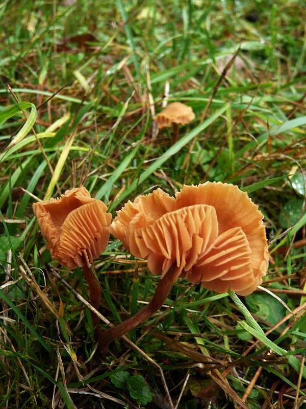 lakovka Laccaria sp.