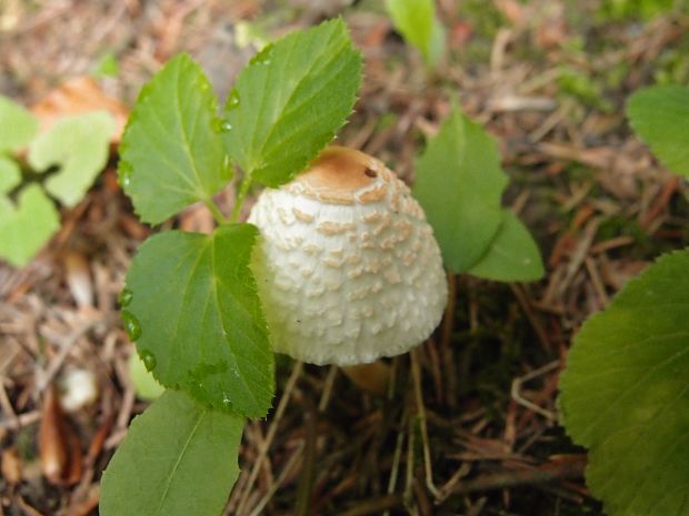 bedlička Lepiota sp.