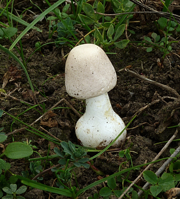 bedlica Leucoagaricus sp.