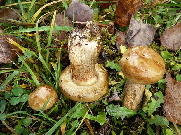 čechračka podvinutá Paxillus involutus (Batsch) Fr.