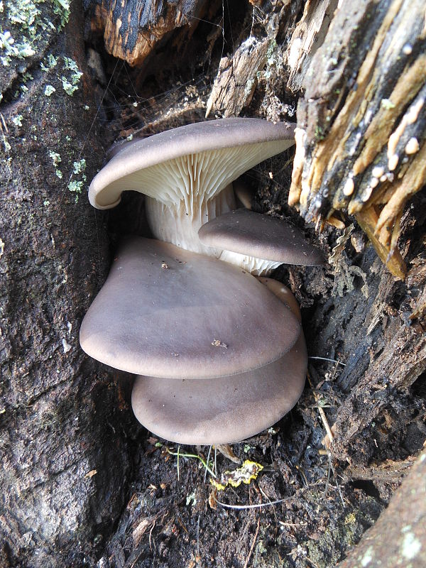 hliva ustricovitá Pleurotus ostreatus (Jacq.) P. Kumm.