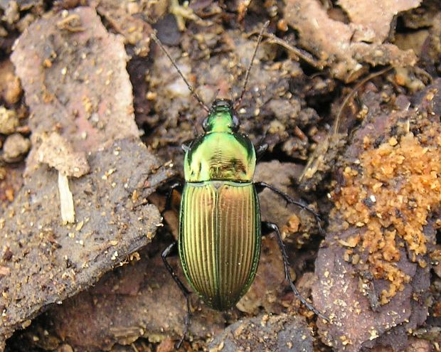 utekáčik Poecilus versicolor