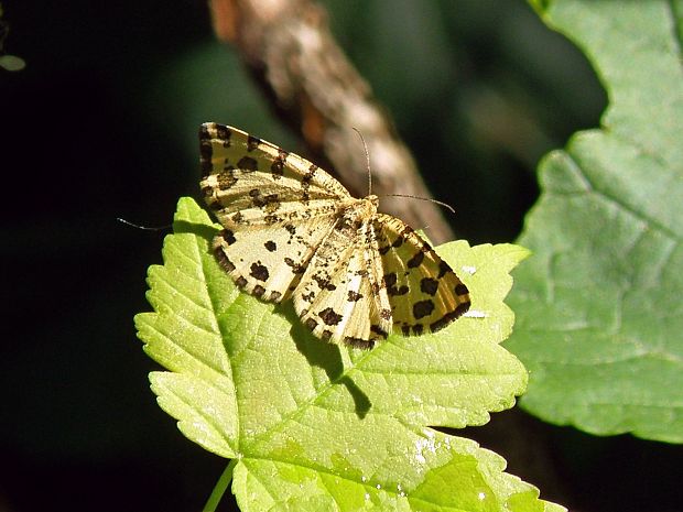 listnatka hluchavková / zejkovec hluchavkový Pseudopanthera macularia Linnaeus, 1758