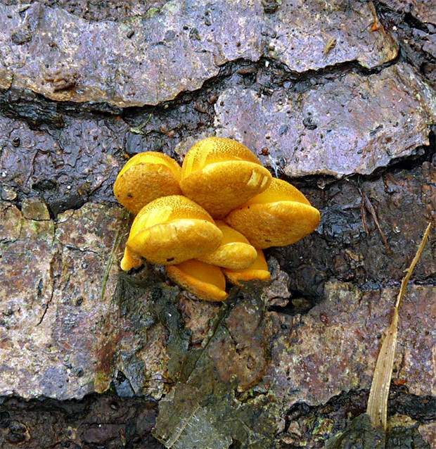 pňovka neskorá Sarcomyxa serotina (Pers.) P. Karst.