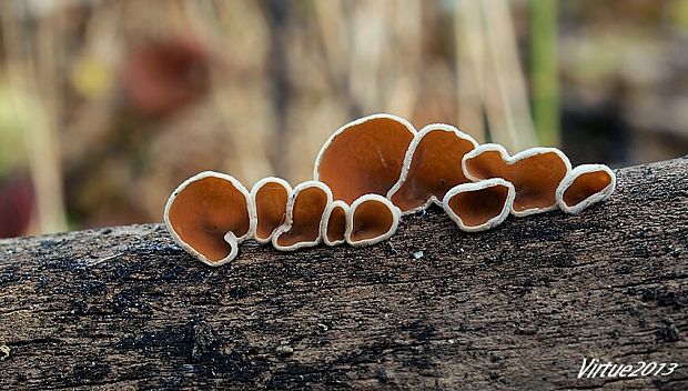 škľabka plstnatá Schizophyllum amplum (Lév.) Nakasone