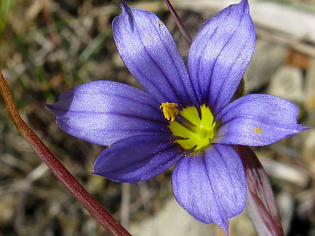 mečovka horská Sisyrinchium montanum Greene