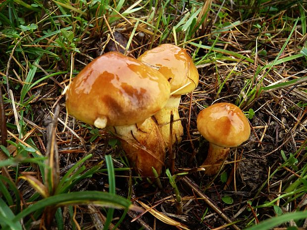 masliak smrekovcový Suillus grevillei (Klotzsch) Singer