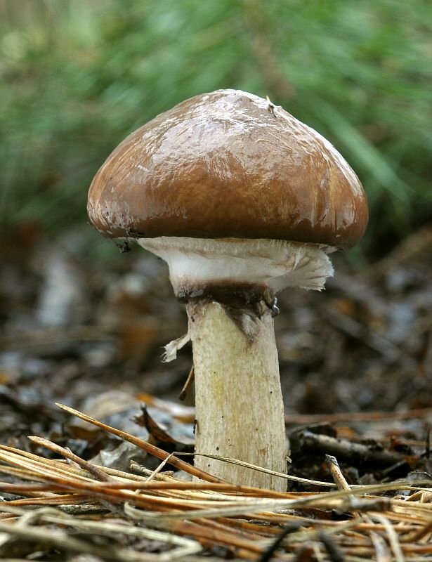 masliak obyčajný Suillus luteus (L.) Roussel