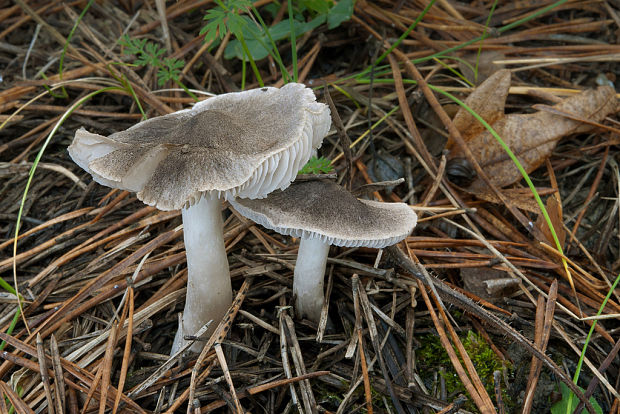 čírovka zemná Tricholoma terreum (Schaeff.) P. Kumm.