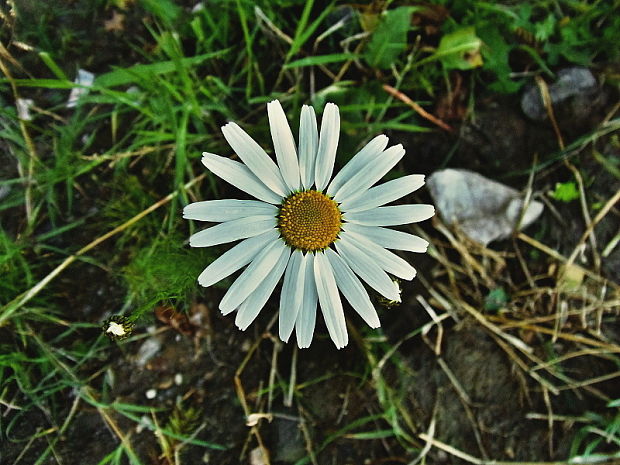 parumanček nevoňavý Tripleurospermum perforatum (Mérat) M. Lainz