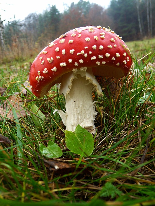 muchotrávka červená Amanita muscaria (L.) Lam.