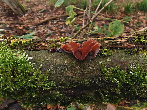 uchovec bazový Auricularia auricula-judae (Bull.) Quél.