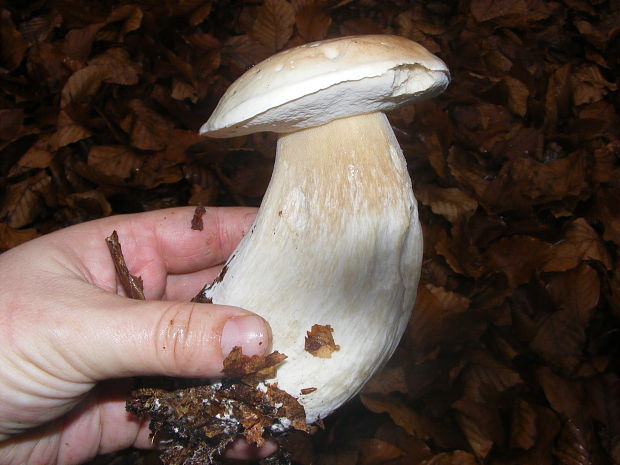 hríb smrekový Boletus edulis Bull.