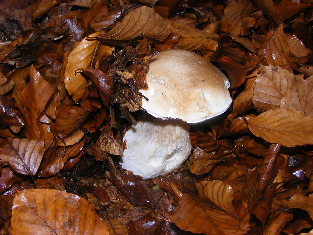 hríb smrekový Boletus edulis Bull.