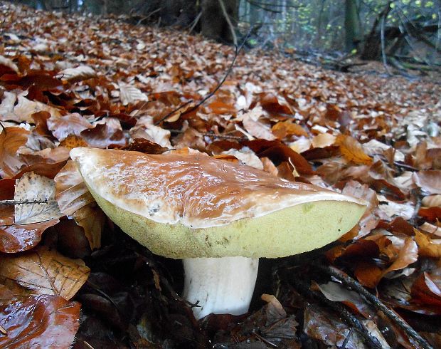 hríb smrekový Boletus edulis Bull.