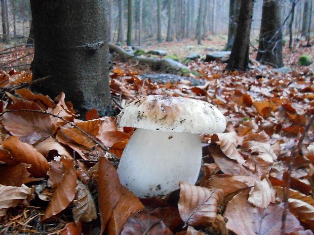 hríb smrekový Boletus edulis Bull.