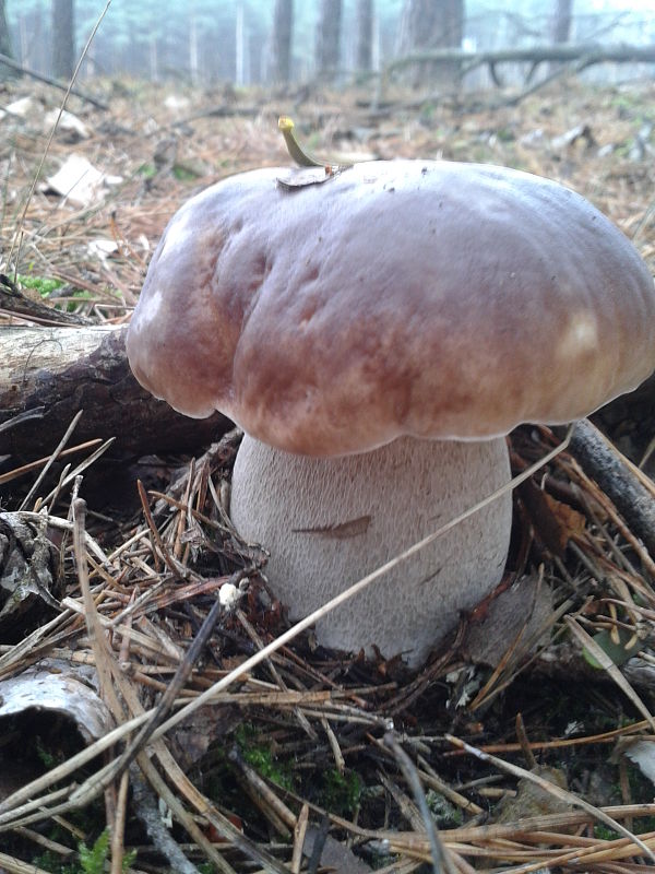 hríb dubový Boletus reticulatus Schaeff.